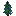 Noctacacia sapling