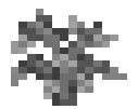 Opalinesaplingbloc