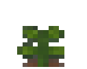 Coca Plant