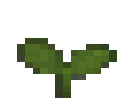 Tobacco Plant