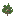 Wild Hydroxylon Plant