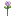 Wild Poppy Plant