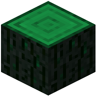 Hollow Shadow Pine Log