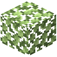 Skyroot Leaves