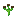 Cooksonia