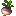 Turnip