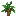 Coconut Sapling