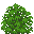 Bush
