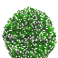 Bush