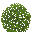 Bush