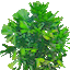 Bush