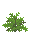 Fern