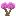 Tenanea Sapling