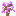 Sakura Sapling