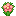 Pink Hibiscus