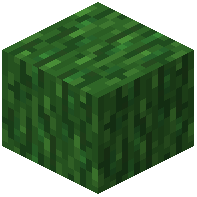 Green Enchanted Wood
