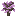 White Oak Sapling
