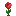 Scarlet Rose