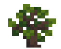 Walnut Sapling