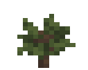 Wolfberry Sapling