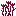 Flowered Crimson Roots