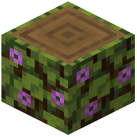 Flowering Spruce Log