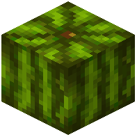 Ripe Melon