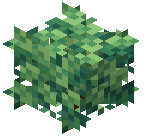 Small Bush