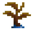 Blue Apricorn Sapling