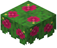 Magenta Hibiscus