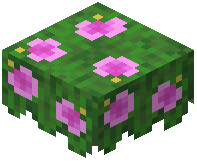 Pink Hibiscus