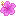 Pink Hibiscus Flower