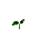 Coffee Plant Stage 0
