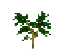Coffee Plant Stage 0