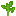 Lime Sapling