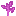 Magenta Sapling