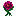Regal Rose
