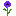 Royal Nettle
