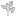 White Sapling