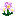 Whomping Stammerwort