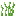 Beta Grass