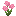 Flor de nube rosa