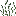 Salvia blanca