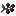 Elderberry