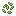 Tea Seeds