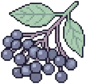 Elderberry