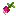 Radish