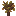 Walnut Sapling
