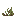 Starlight Seagrass