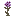 Purple Cliffsblossom